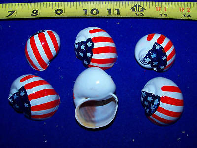 2 HERMIT CRAB SHELL PAINTED USA AMERICAN  FLAG SHELL FISH TANK DISPLAY # PHC21-2