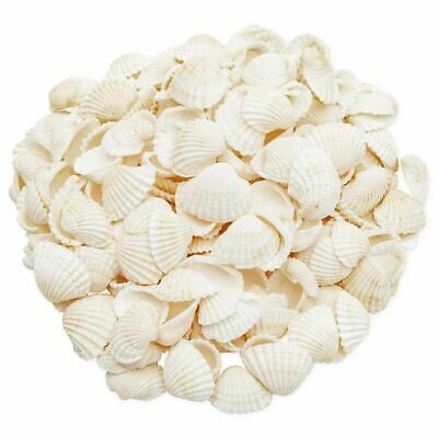200x Clam Seashells Beach Sea Shells for DIY Crafts Home Wedding Décor White