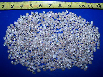 Pearlized Pearl Umbonium Tiny Seashells Sea Shell Crafts 2 Oz Sampler Pack
