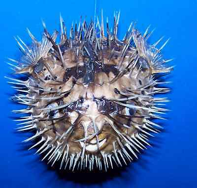 PORCUPINE puffer BLOW FISH TAXIDERMY GENUINE REAL DRIED FISH 5
