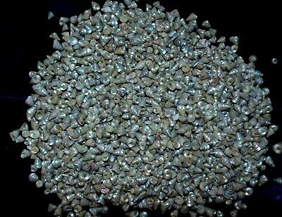 1/2 Pound Of Tiny Pearled Trochus  Sea Shells, Beach Decor  Crafts Tropical