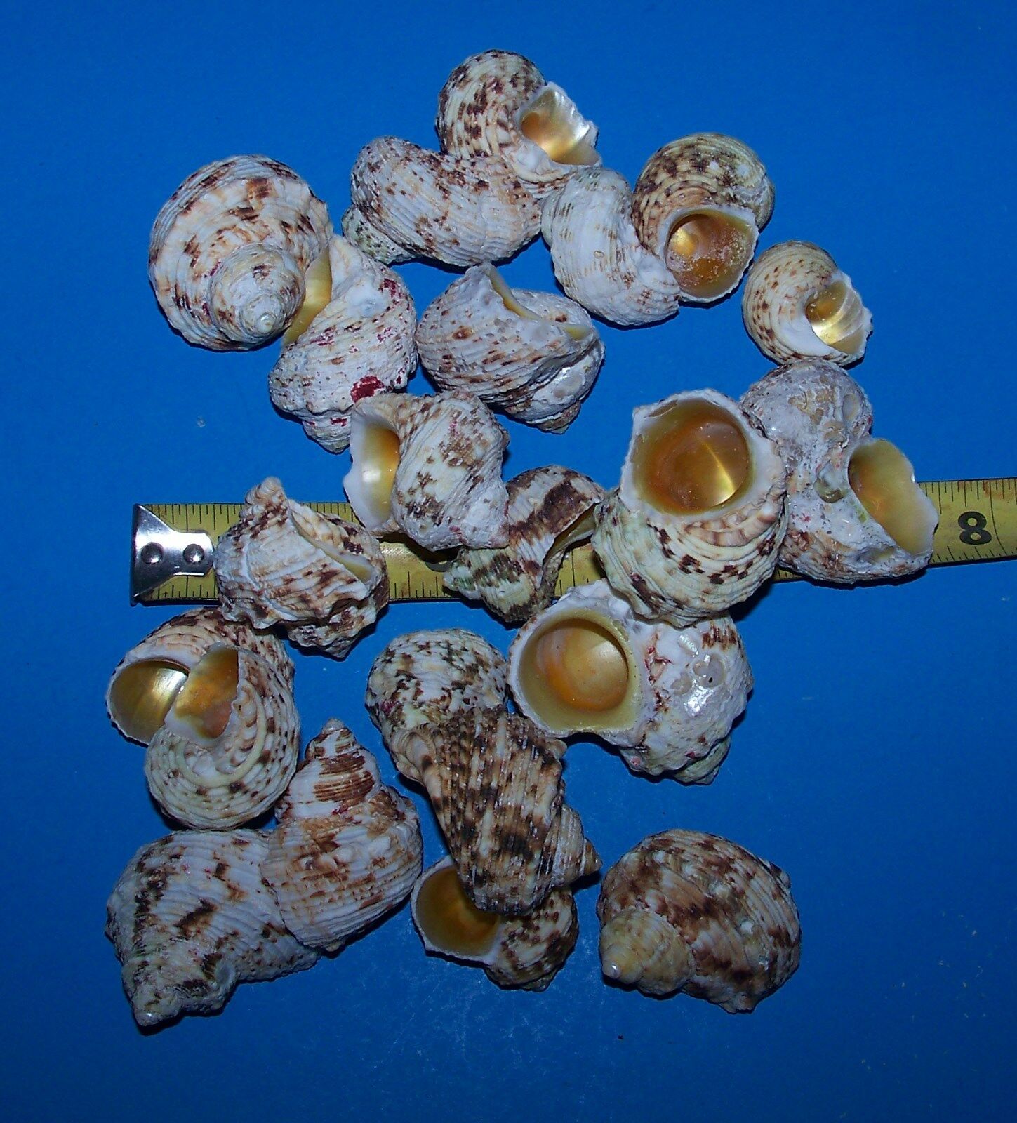 5 GOLD MOUTH TURBO hermit crab sea shells seashell  FISH TANK ITEM # 1088-5PC