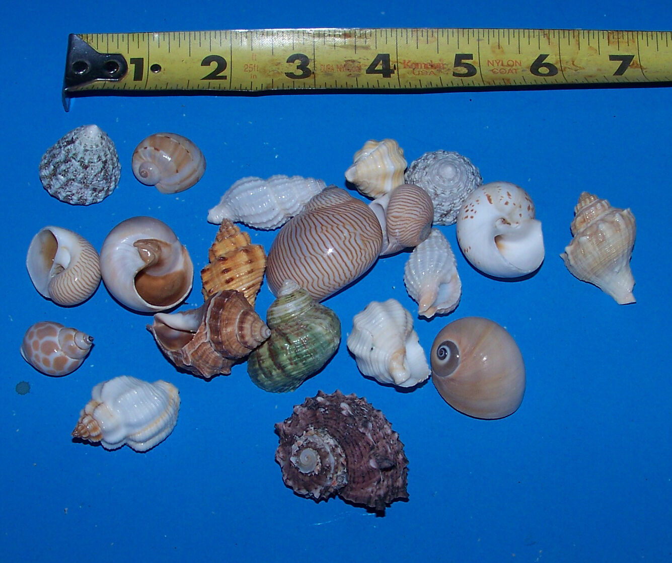 20 - ASSORTED  tiny - small Hermit Crab Shells FREE SHIPPING! READ! item # LL20h